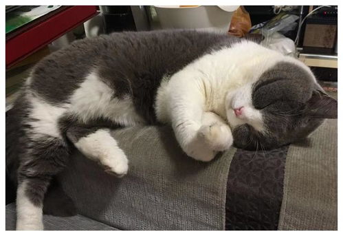 辟谣 猫咪睡觉时扭动身体并不是在卖萌或做梦,而是为了保护自己