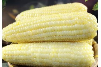 粘玉米的好处与营养价值 粘玉米的危害