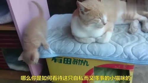 可爱的小奶猫,赶走母亲身边的大猫,太自私了 