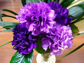 2朵紫色康乃馨花语？