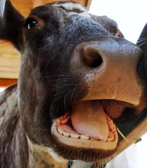 有趣的动物冷知识,原来奶牛只有一排牙,那它怎么吃草的呢