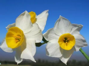 3月31日牡羊星座花 矮种水仙 葛缕子