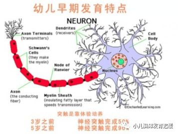 孩子3岁髓鞘化延迟,脑白质减少还有希望恢复吗