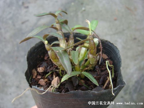 铁皮石斛种植技术和种子苗, 种植技