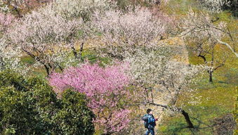 最佳赏花地 无锡梅园 