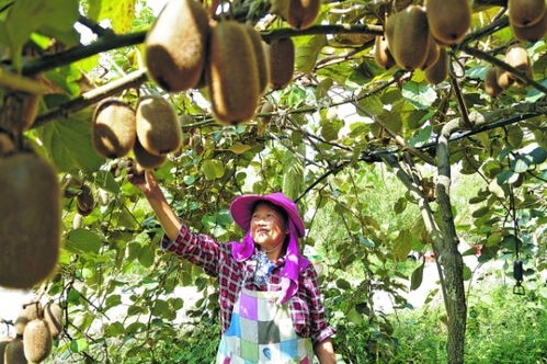 野性蓬勃的意思和造句_修文猕猴桃哪家采摘园最好吃？