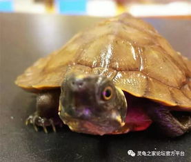超难饲养的马来果龟应该怎么养 