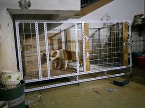 网友动手给狗子做了个狗笼子,满足四季使用,狗 很满意