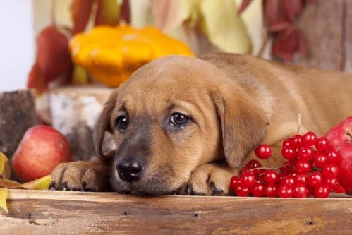 给狗狗吃这几种 果蔬 ,有益于身体健康