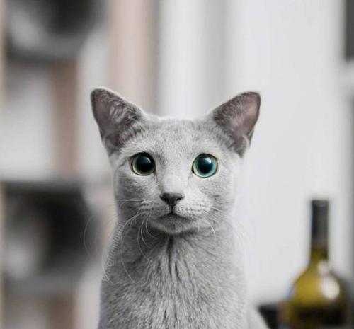 猫咪品种大全介绍 俄罗斯蓝猫,改过三次名字仍是当地的精灵