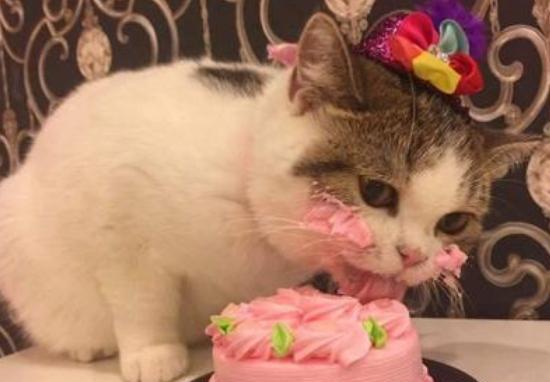 猫咪过生日很开心,不过它们吃的蛋糕可不一样,它们吃得可香了
