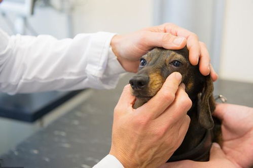 给狗狗注射疫苗过程中,必须知道的5件事情