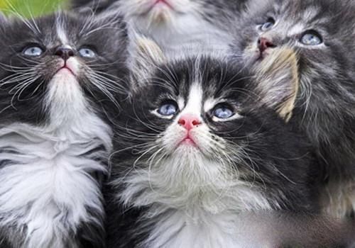 挪威森林猫主要的外形特征有哪些 
