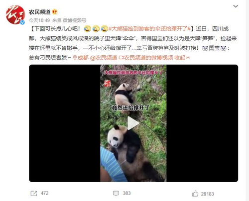 大熊猫捡到游客的伞还给撑开了