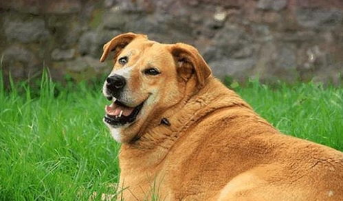 狗狗肥胖不可忽视 关于肥胖的知识你了解多少