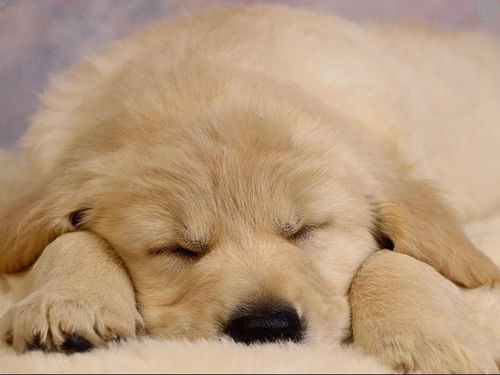 狗狗睡觉的时候需要盖被子吗 科瑞卡科普