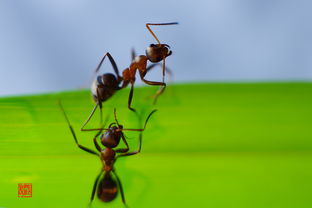 两只蚂蚁(两只蚂蚁阅读题答案)