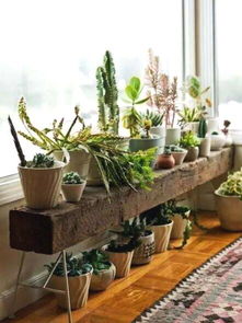 房间里的绿植如何养,如何养好房间里的绿植？让你拥有健康与美丽的生态空间