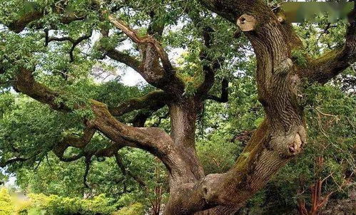 全球寿命最长的树 平均4000多岁,其中一颗活了10000年