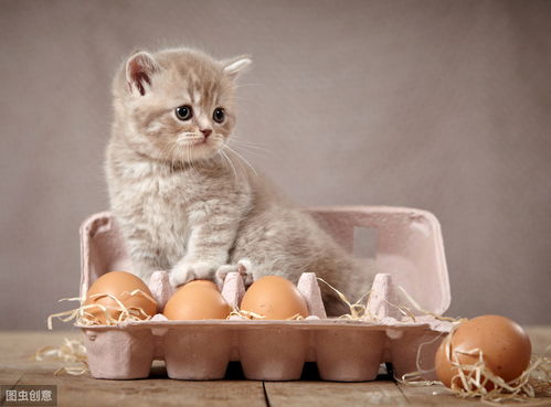 辟谣丨生鸡蛋营养丰富,对猫咪身体有好处 一篇文章解开您的疑惑