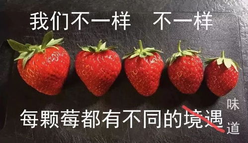 草莓是什么水果,农业部规定草莓是水果还是蔬荣？