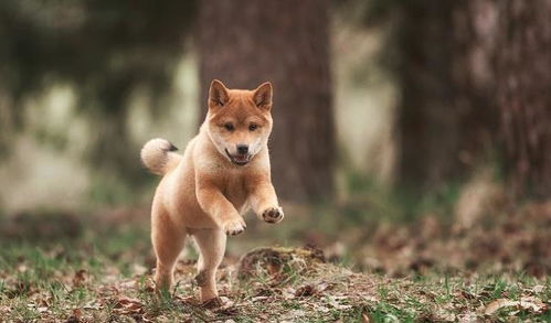 适合当家犬的六种狗狗,第三种可爱,最后一种反应能力好