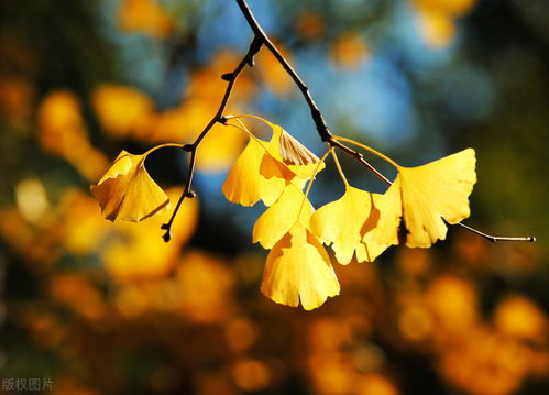 关于秋天风景的诗句子叶子