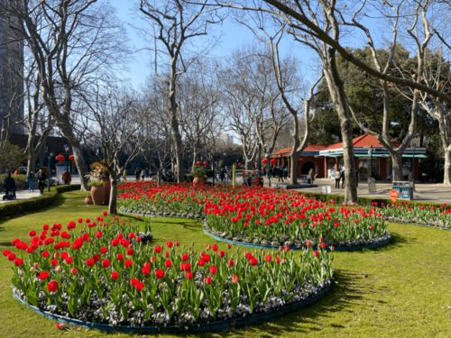 春暖花开,万紫千红,中山公园邀您赏花
