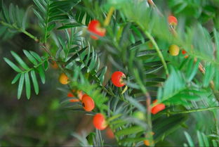 红豆杉是裸子植物吗,盆栽如何管理