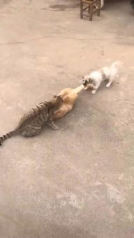 两只猫躺地上打架,狗在后面咬着猫尾巴劝架,狗 给个面子,行不