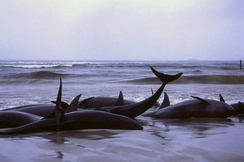 瓜头鲸搁浅台州,9头被救起 鲸豚为何搁浅,如何科学救助