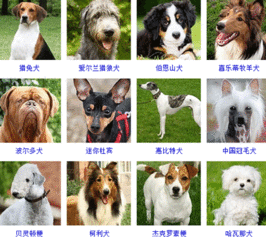 求一张图片 图片里有非常多的狗狗,各种品种的,一张图片