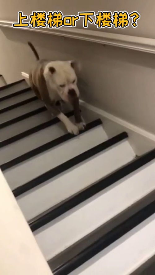猜猜我是在上楼梯还是下楼梯 