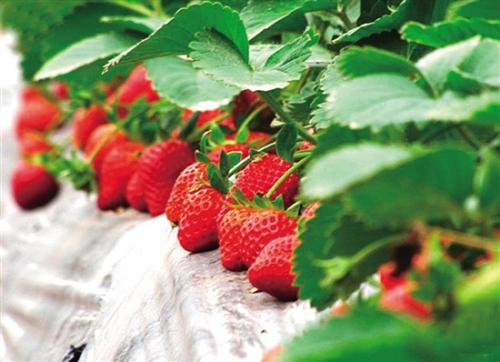 草莓种子的种植方法(草莓种子的种植方法和注意事项)