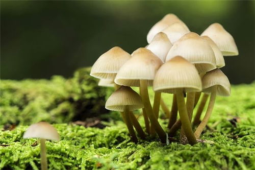 梦见蘑菇是什么意思有什么预兆 周公解梦 
