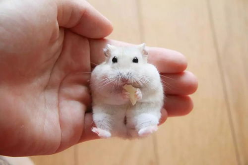 日本一网友养了一只小仓鼠,像极了卡通人物,吃个东西都可爱到爆炸 又来骗我养小仓鼠 