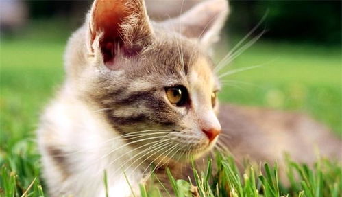 养猫久了会发现猫咪身上确实有不少优点,尤其是这四个,值得学习