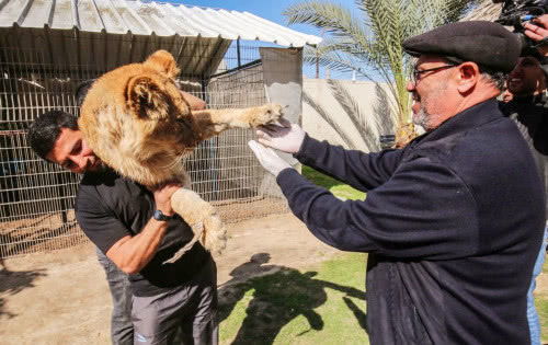 动物园为让狮子跟游客玩耍,给其 去爪 ,无比残忍,引人热议