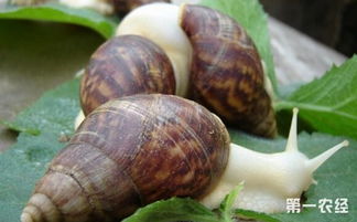 冬季养殖白玉蜗牛怎么保温 冬季养殖白玉蜗牛的保温方法