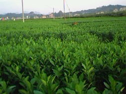广西玉林市油茶种苗基地 农商通普通会员 