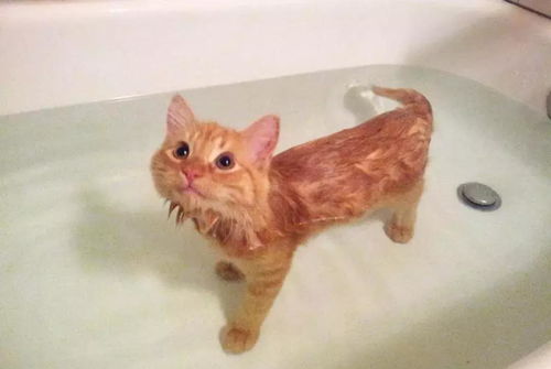 猫咪洗澡的七种正确姿势,铲屎官洗猫总被抓,用对手法很重要