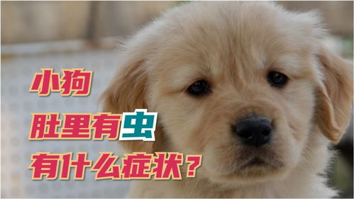 狗狗为什么肚子有虫