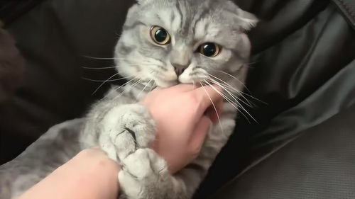 听说你们都喜欢会抱手的猫 