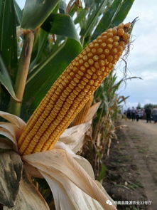 丰垦139 亩产干粮2100斤,创造玉米高产的奇迹
