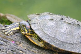 家里养乌龟风水注意 家里养乌龟风水禁忌