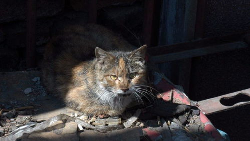 被遗弃的宠物猫,被抛弃后成为流浪猫的惨淡处境