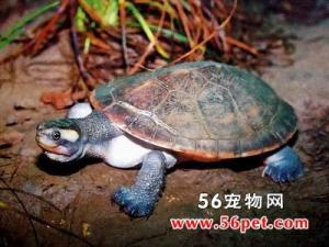 红腹锦龟