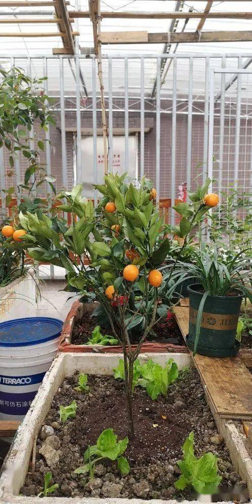 盆栽柠檬的种植和管理方法,盆栽柠檬7月份管理工作