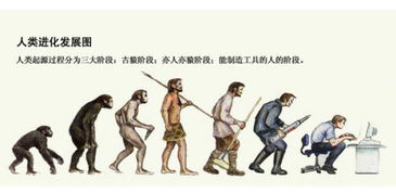 人类进化过程图片,从树栖到现代人的人类进化之旅。的海报
