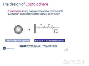 如何分离蛋白单体和二聚体